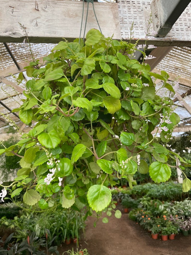 XL 6 inch potted a-glossy green creeping Charlie Vine indoors/outdoors-easy care-round succulent like leaves Swedish Ivy-plectranthus image 1
