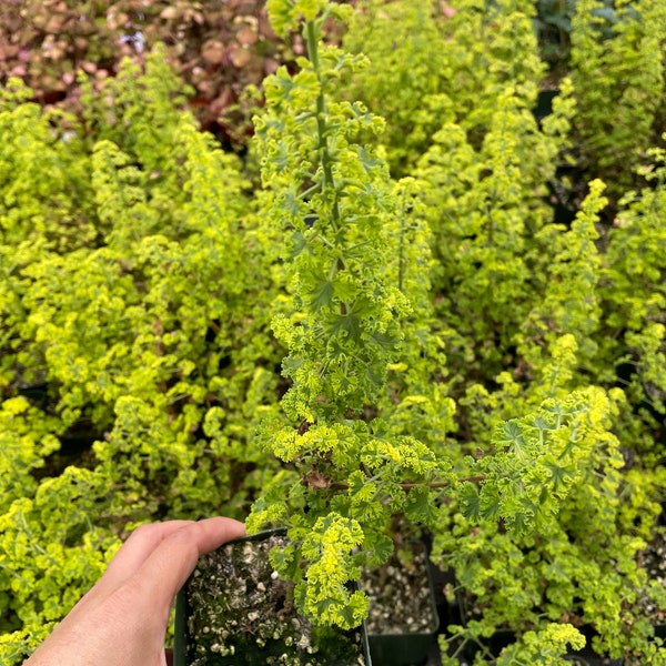 4 inch pot Geranium/Pelargonium Sunburst crispum  - variegated-Drought Tolerant -Easy-Great Container plant-Citrus lemon scent- pink blooms