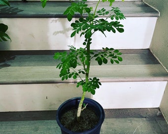 1ft tall  Herbal Medicinal - Moringa oleifera. white flowers- Not exact plant, note that in cold months this plant will drop leaves.