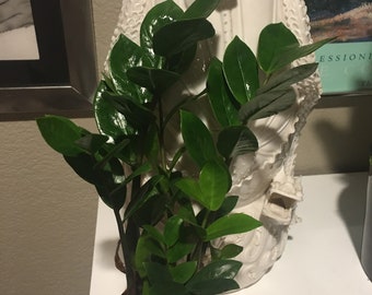 4 in pot growers pot- ZZ plant (Zamioculcas zamiifolia)-easy care- air purifier-handles low light