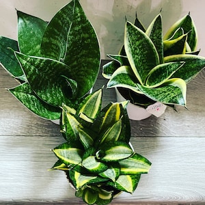 5 plant bundle -Dwarf Sansevieria Combo- growers choice-  read description