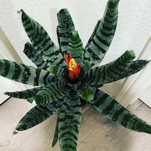 XL 1ft-Variegated Bromeliad easy care keep water in flower cup hard to find Rare Aechmea chantinii black-Rebecca image 7