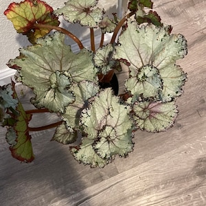XLarge-1ft tall 6 inch potted live plant -Rex Begonia Escargot