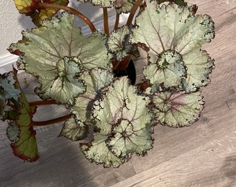 XLarge-1ft tall 6 inch potted live plant -Rex Begonia Escargot