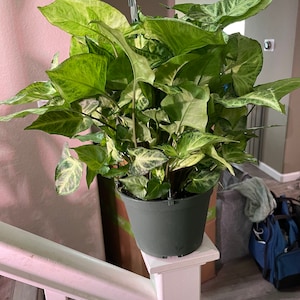 6 inch growers pot -Syngonium white butterfly
