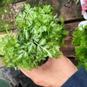 Options multiples de 5 cm (2 po.) : terrarium, fougères de jardin Fairy Tail, entretien facile, faible luminosité, purificateur d'air au choix du producteur en fonction des disponibilités. image 6