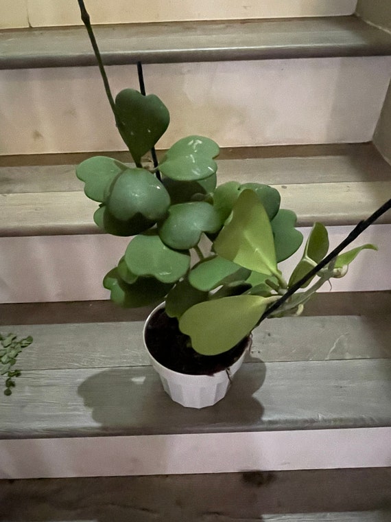XXL -large 6 inch pot Hoya Kerri-hard to find this size- not exact plant -similar