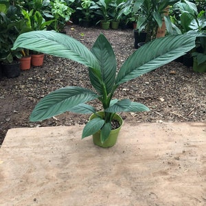 May include: A potted green peace lily plant with large, dark green leaves. The plant is in a green plastic pot and is sitting on a light brown wooden surface.