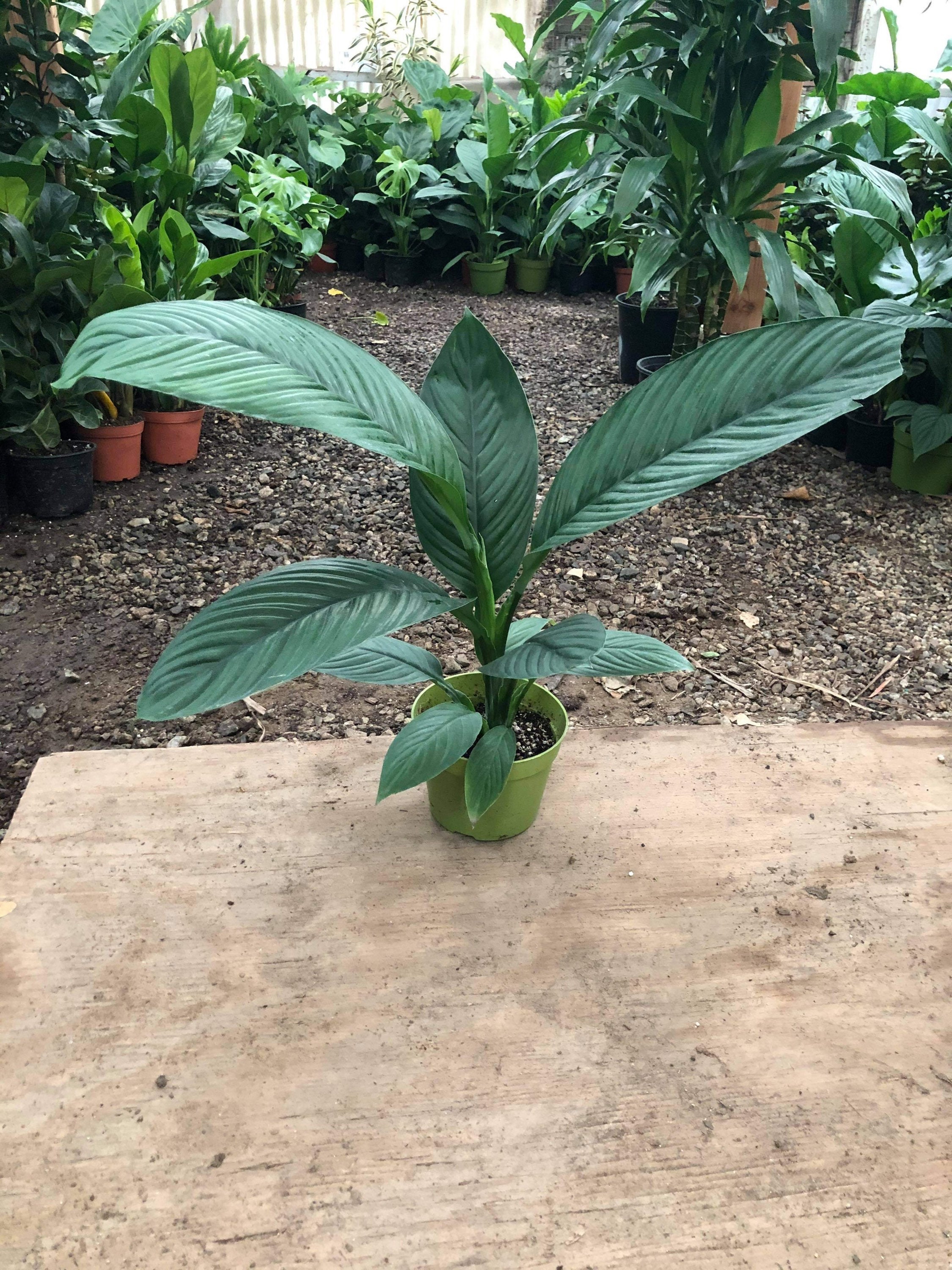 XL -spathiphyllum Sensation Largest Peace Lily - Live Indoor Air