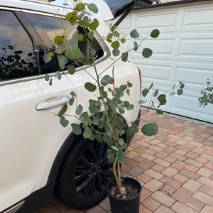 May include: A potted eucalyptus tree with round, gray-green leaves and a brown trunk stands next to a white SUV with the trunk open. The tree is in a black plastic pot on a brick driveway.