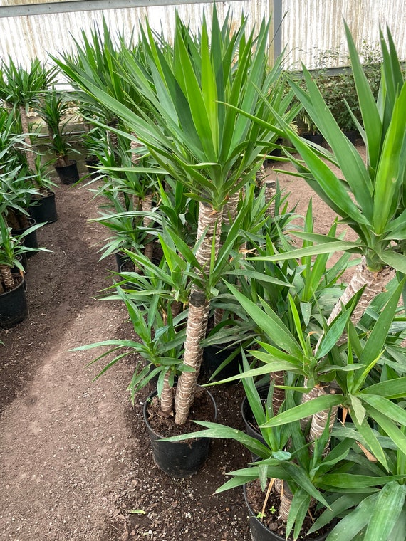 Le Yucca’s×URBAN RESEARCH　43 3ft Yucca -easy Care , Low Light , Low Water - Etsy