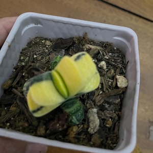 Rare variegated  gasteria  -seed grown exact plant   -highly variegated- 1  available