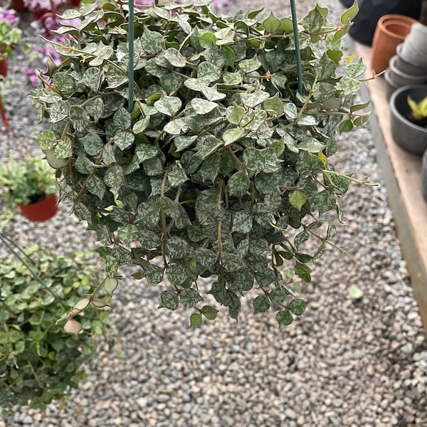 6 inch pots - Hoya  curtisii -dainty heart shaped leaves -similar to picture not exact- trails may vary