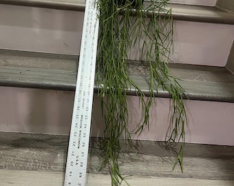 XXL 2.5 pies colgante - Hoya linearis - 6 pulgadas planta viva en maceta de cultivo, no se admiten devoluciones - difícil de encontrar este tamaño
