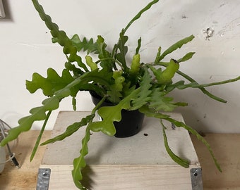 4 inch XL-Trailing Cactus (Rare Ric Rac)  -Fish Bone Cactus -Epiphyllum Anguliger-zig zag-not exact size is based on availability