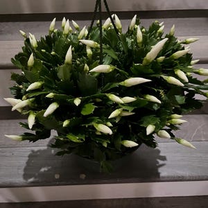 XXL 8 inch hanging pot-Schlumbergera truncata -White blooms  Thanksgiving Cactus -in bloom similar not  exact plant