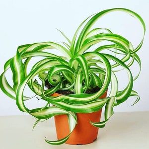 Live 4  inch pot- air Purifying Indoor Plant Chlorophytum comosum,  Variegated Curly Bonnie Spider Plants.