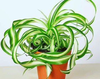 Live 4  inch pot- air Purifying Indoor Plant Chlorophytum comosum,  Variegated Curly Bonnie Spider Plants.