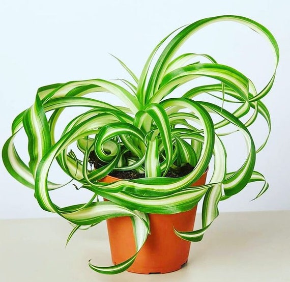 Spider Plant - Low Light Air-purifying Houseplant for House Decoration -  Best Plant Friend