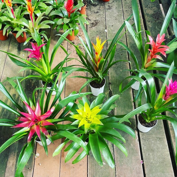 6 inch  tall in 4 inch pot -Colorful Bromeliad -easy care keep water in flower cup! Will pup again once bloomed !