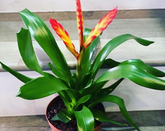 6 inch  potted 1ft tall -Bromeliad Vriesea vogue red- easy care keep water in flower cup! Hard to find this size