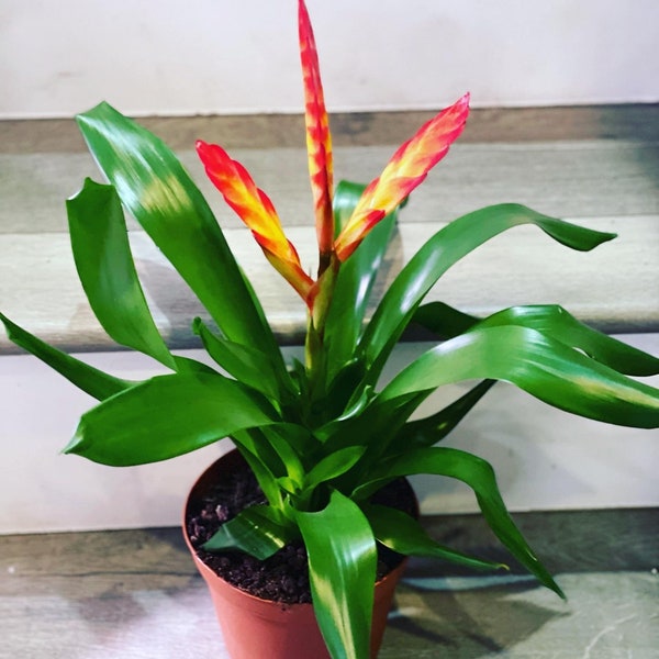 6 inch  potted 1ft tall -Bromeliad Vriesea vogue red- easy care keep water in flower cup! Hard to find this size
