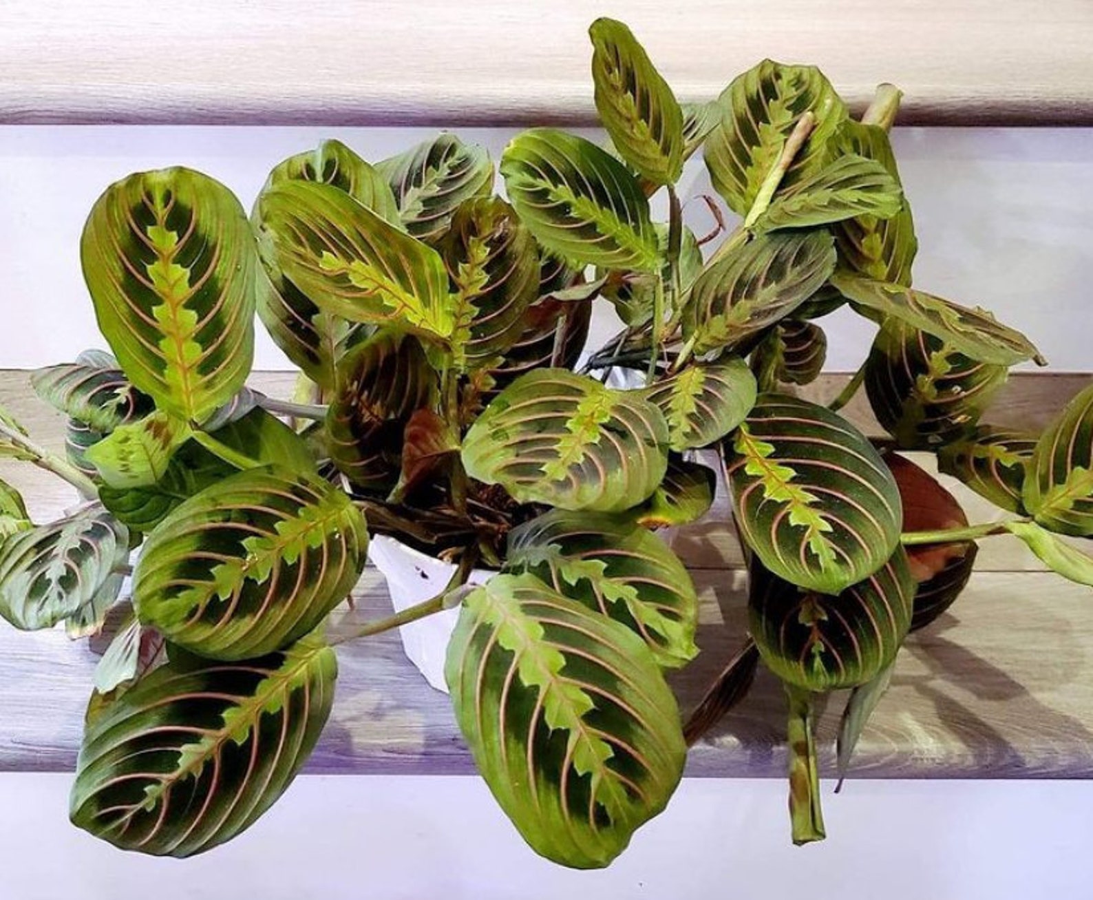 Red Maranta Prayer Plant Leuconeura in 4 inch or 6 Inch
