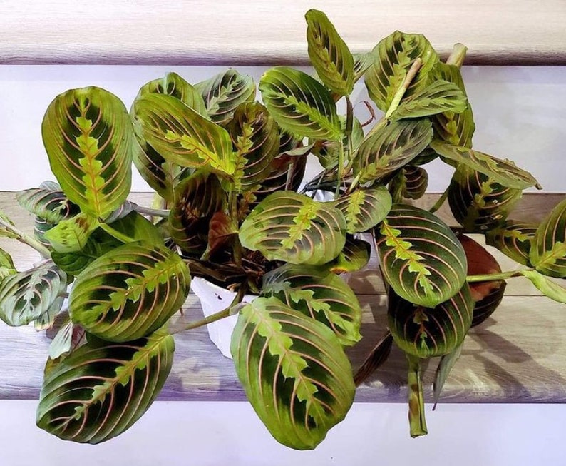Large Red Maranta Prayer Plant