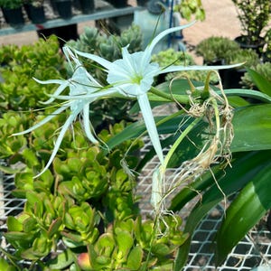 May include: Close-up of a white spider lily flower with long, thin petals and a green center. The flower is surrounded by green succulent plants and other potted plants in the background. The image is taken outdoors in natural light.