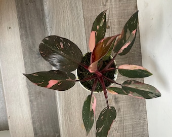 High variegation-Pink Princess Philodendron, 4 inch potted -similar to photo not exact