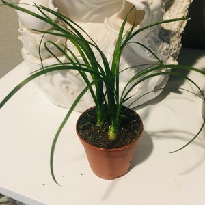 Pony Tail Palm - great for bonsai project -indoor or outdoor -low maintenance easy care-elephant foot palm