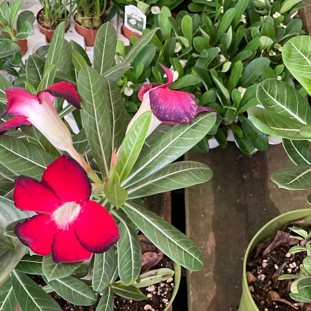 Large desert Rose Caudex Bonsai Starter blooming Red. Adenium Obesum Etsy