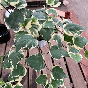 XL - 6 inch pot trailing variegated Algerian ivy-hedera Algerinsis- similar not exact plant- indoor or outdoors