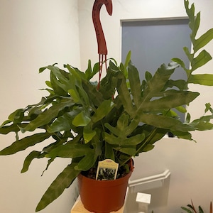 Large 6 inch pot- blue fern plant ,-easy care , low light , some humidity , air purifier, terrarium-pet friendly-Phlebodium aureum