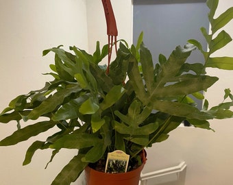 Large 6 inch pot- blue fern plant ,-easy care , low light , some humidity , air purifier, terrarium-pet friendly-Phlebodium aureum