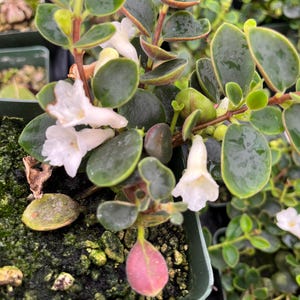 May include: A small potted plant with green leaves and white flowers. The plant has reddish-brown stems and some of the leaves have a reddish hue.