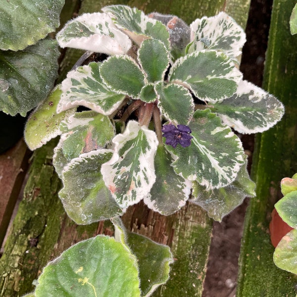 Varegiated African Violet - Bottom water this plant only -similar not exact