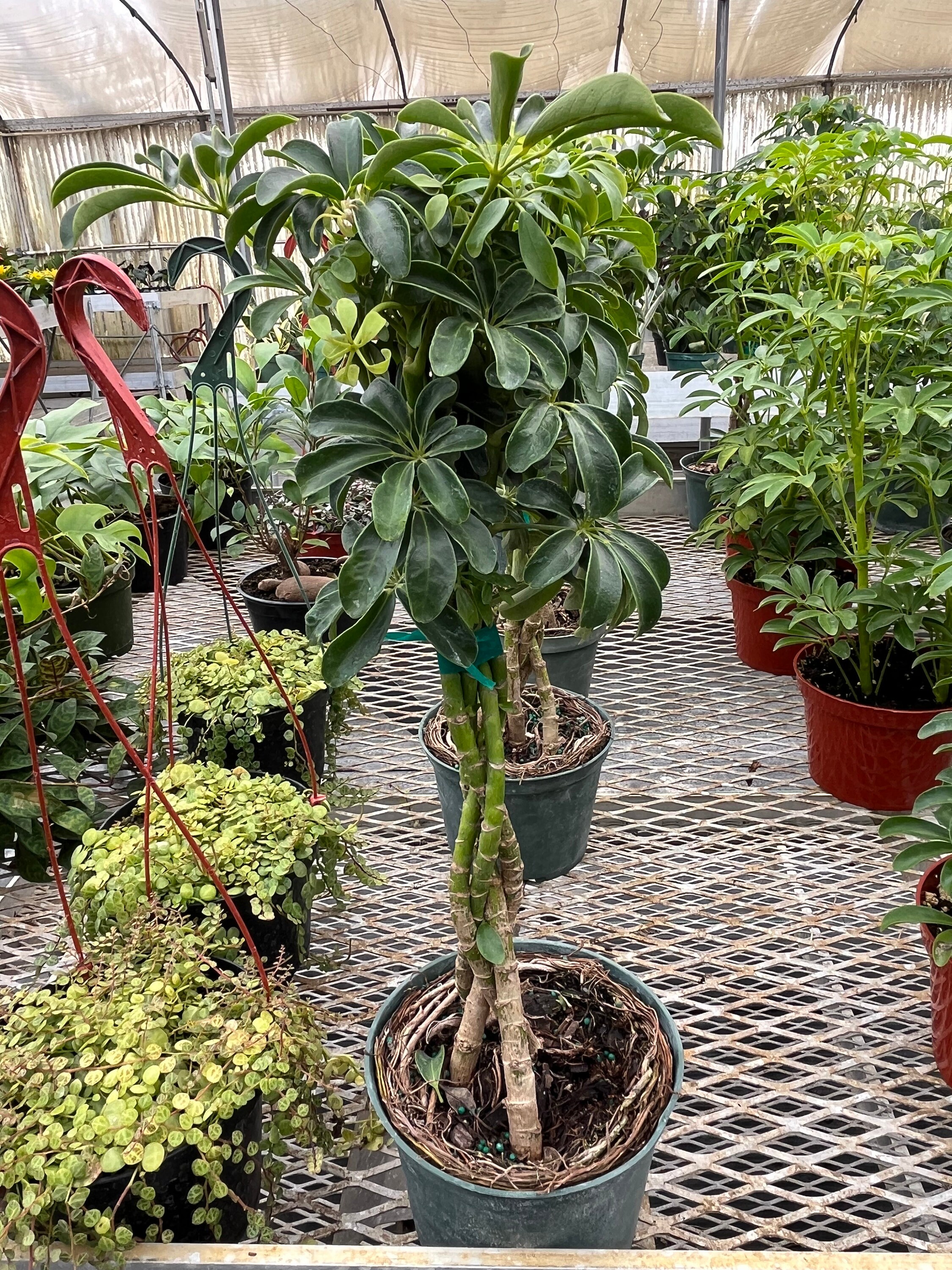 【アガベ鉢】Zyrren / Umbrella Tree Pot アガベ鉢】Zyrren / Umbrella Tree Pot