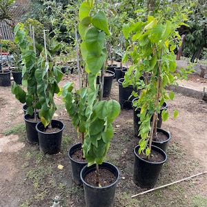 5ft Fruiting size  Booth Cherimoya 5 gal growers pot -exact plant photo pending .Shipping restricts to NorCal counties