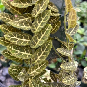 May include: Close-up of a Fittonia plant with oval-shaped leaves. The leaves are a deep green with a network of lighter green veins, creating a textured appearance. The plant is in a dark green pot, with some leaves cascading down.