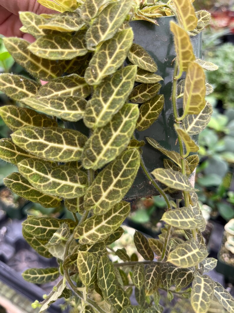 May include: Close-up of a Fittonia plant with oval-shaped leaves. The leaves are a deep green with a network of lighter green veins, creating a textured appearance. The plant is in a dark green pot, with some leaves cascading down.