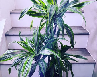 greenisall dracaena Dracaena Green Stripe (Dracaena Deremensis)