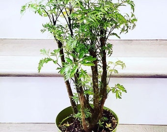 XL -6 pot - 2 ft tall  live tree  in growers pot - Ming aralia- great for bonsai, air purifier