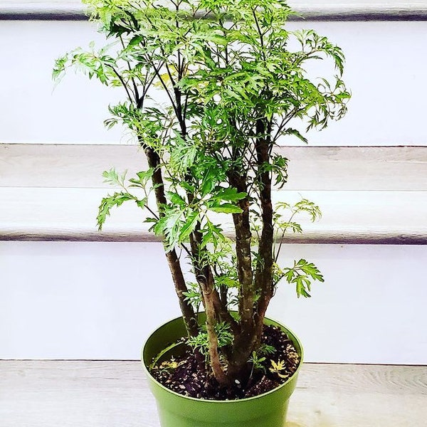 XL -6 pot - 2 ft tall  live tree  in growers pot - Ming aralia- great for bonsai, air purifier