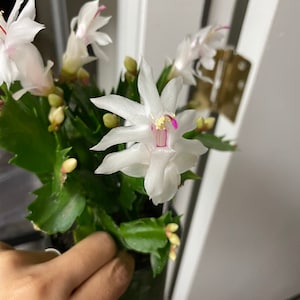 4 inch  potted-Schlumbergera bridegesii White-Thanksgiving Cactus - white flowers
