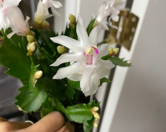 4 inch  potted-Schlumbergera bridegesii White-Thanksgiving Cactus - white flowers