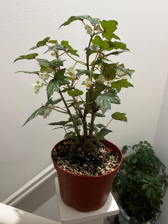 Buy Bonsai Begonia in Growerspot - Similar to Photo 3 and 4 Not Exact-  Bonsai Pot Not Included Online in India - Etsy