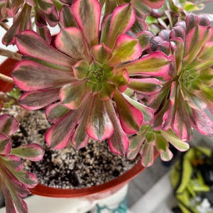 4 inch pot -Aeonium Pink witch rooted 1 head - ships with pot-starter plant 3 inches wide image 6