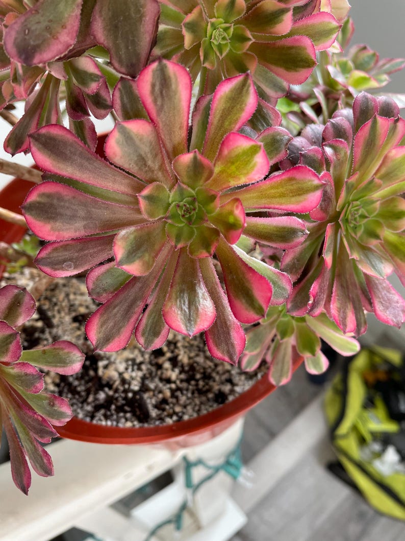 4 inch pot -Aeonium Pink witch rooted 1 head - ships with pot-starter plant 3 inches wide image 6