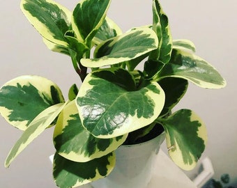 4 inch pot -Varegiated Peperomia Obtusifolia -Succulent -Air Purifier , Easy Care  , Low Water